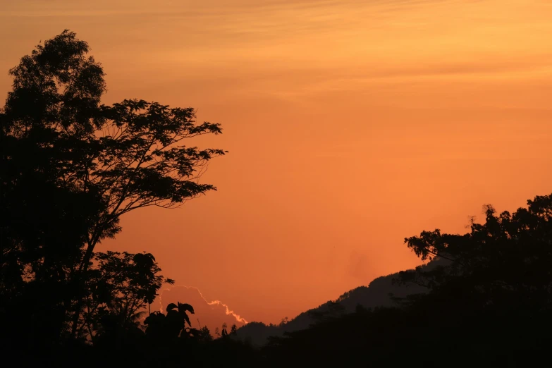 the silhouettes of trees against an orange sky