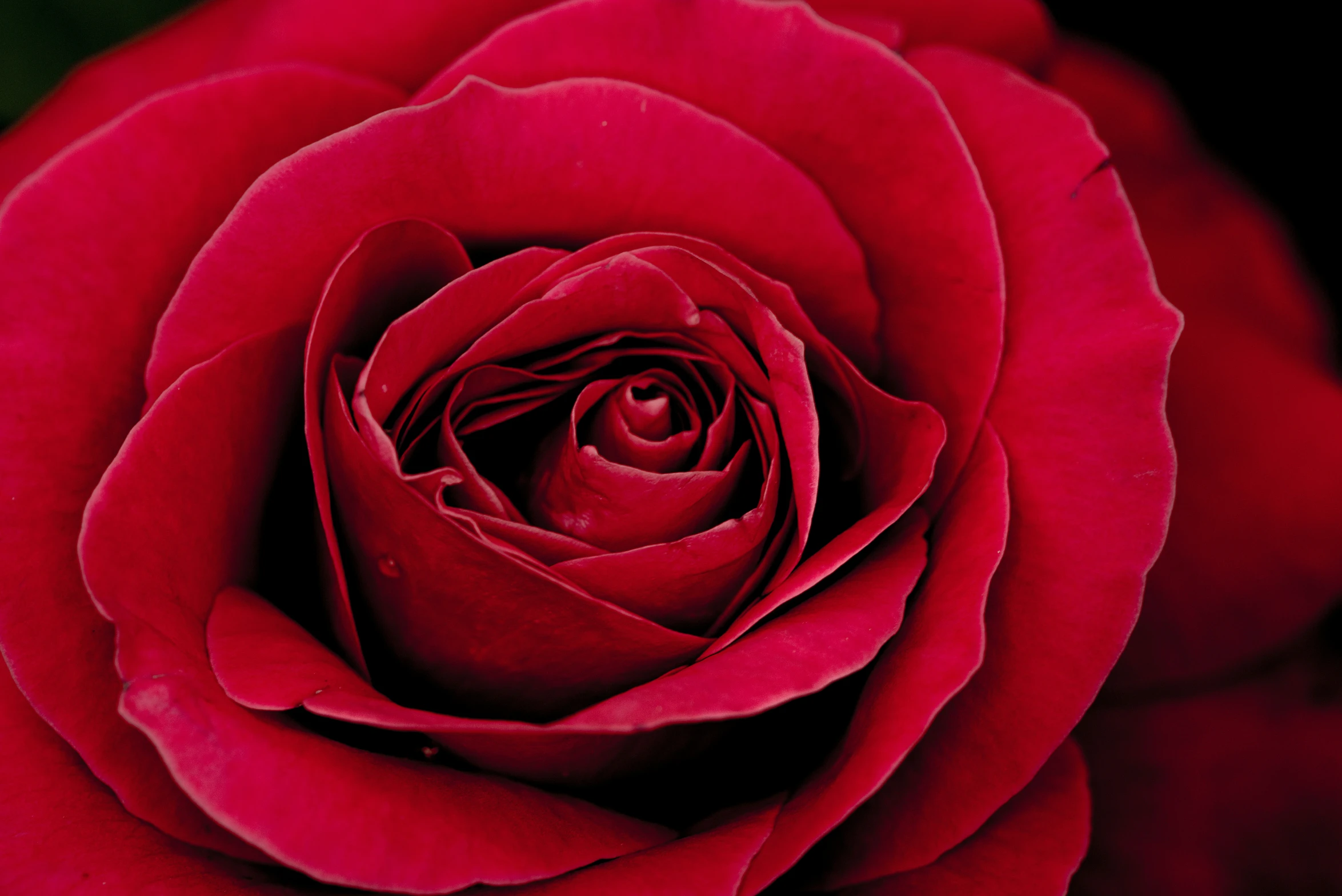 a close up view of a bright red rose