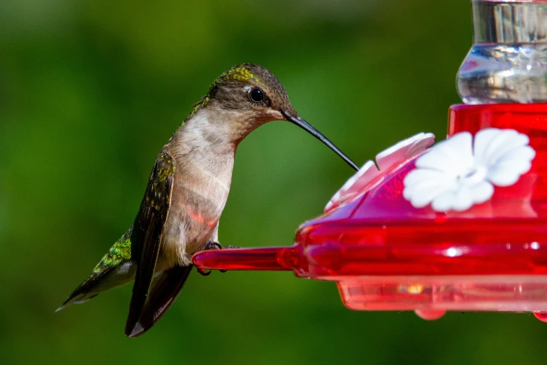 a hummingbird sits in front of a hummingbird feeder