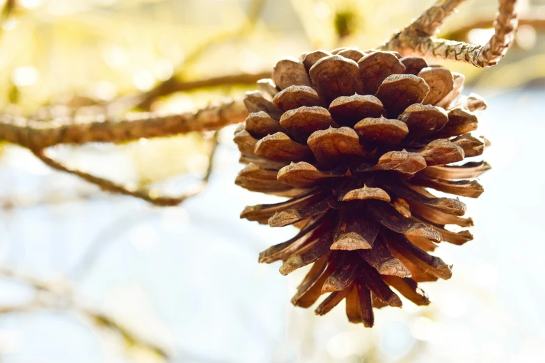 a pine cone on the side of a tree