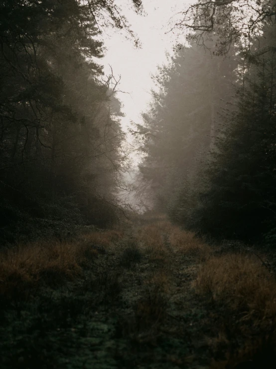 trees line the road and have been light up