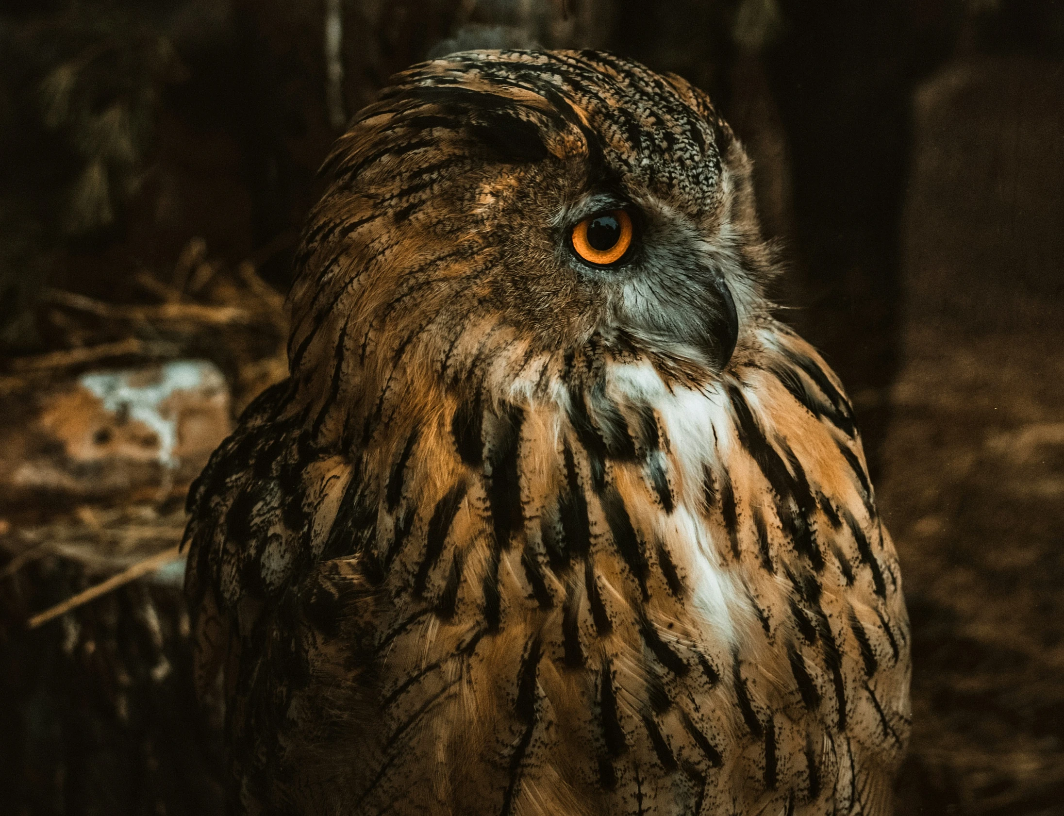 the po is an old owl with a dark background