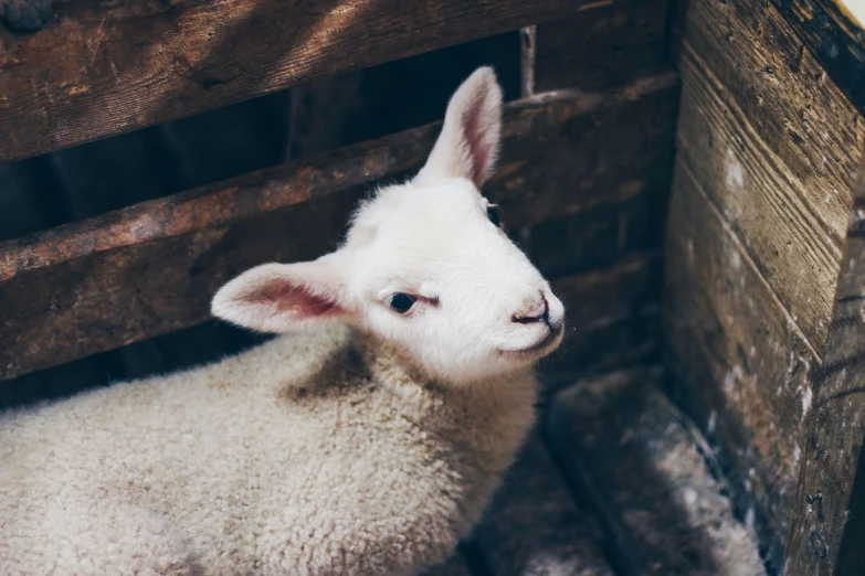 a close - up image of a lamb with brown eyes