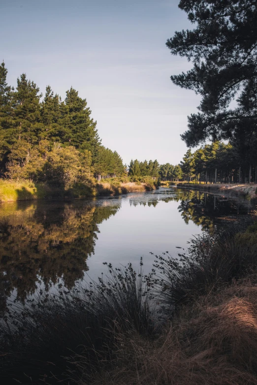 a large body of water surrounded by forest