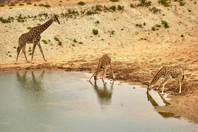 two giraffes are standing by the water with their reflection