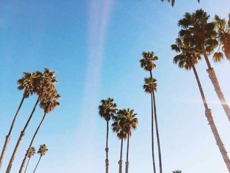 a palm tree grove against a clear blue sky