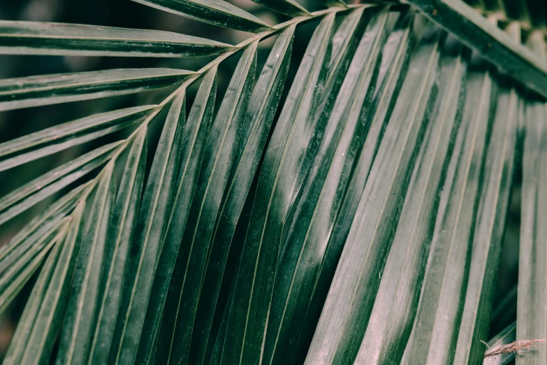 a palm tree leaf with large, thick leaves