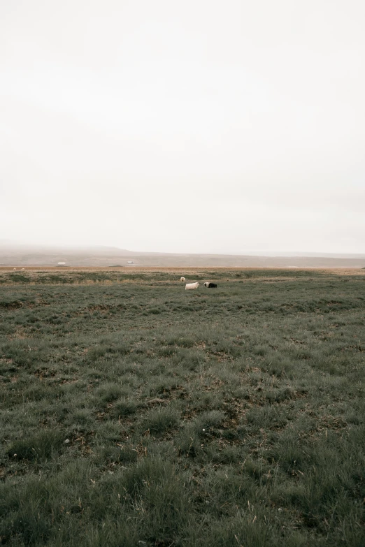 a lone sheep grazing in the vast green fields