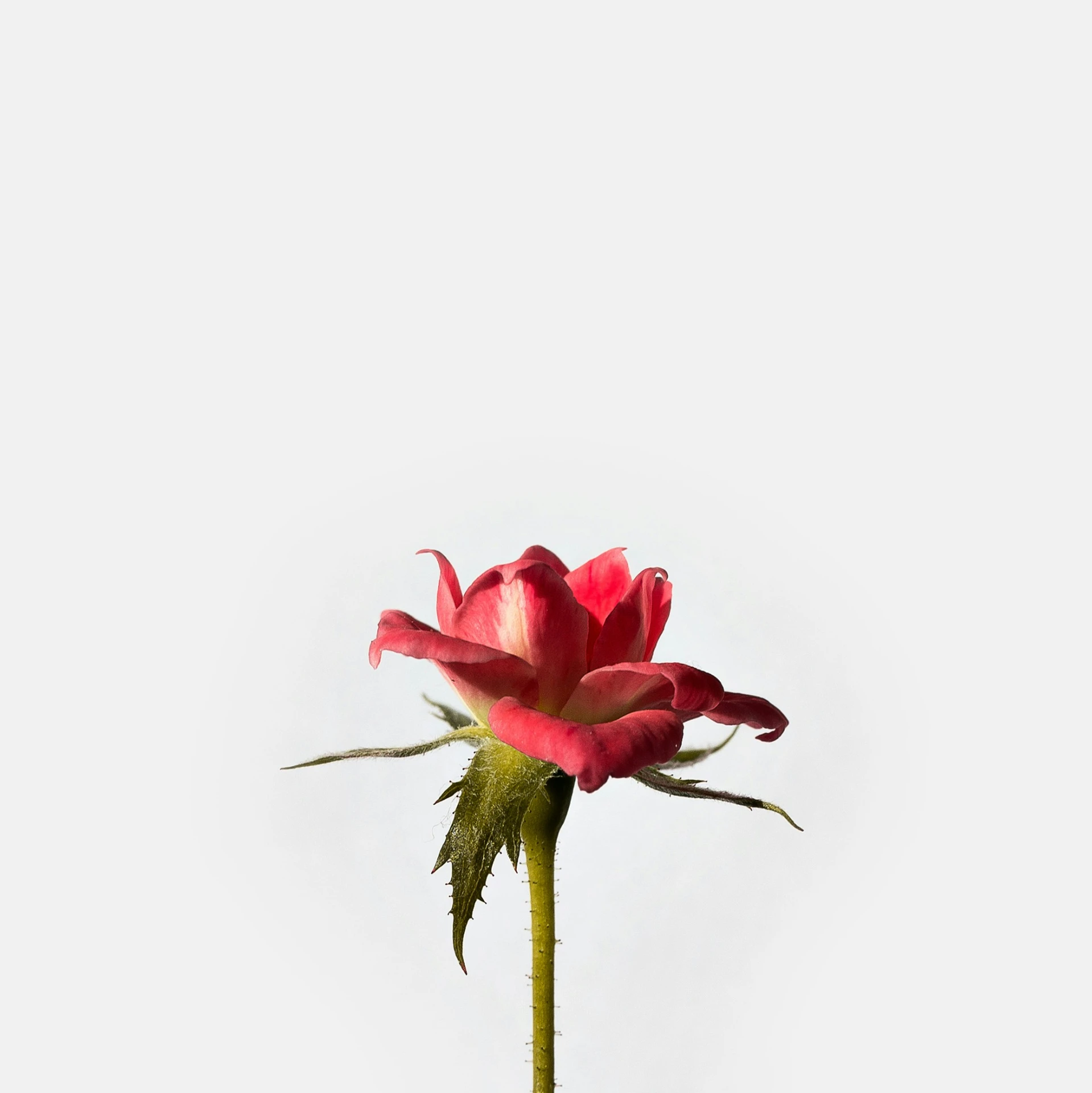 a red flower that is placed in a vase