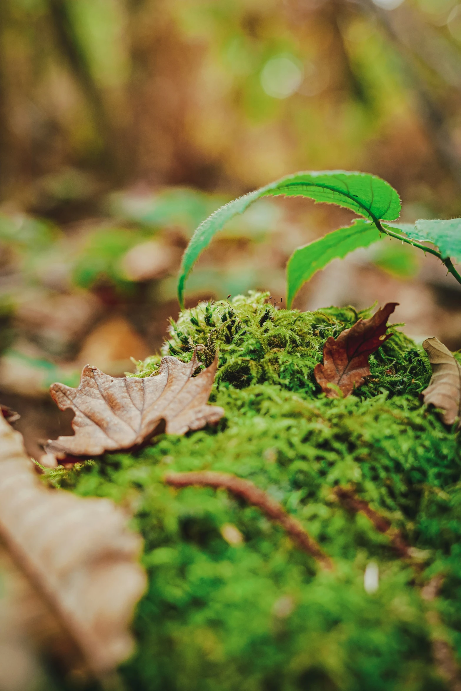 a plant is growing in the middle of the forest