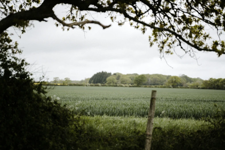 an open field that is bordered with trees