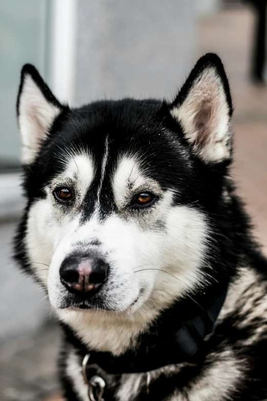 close up of black and white dog sitting on ground