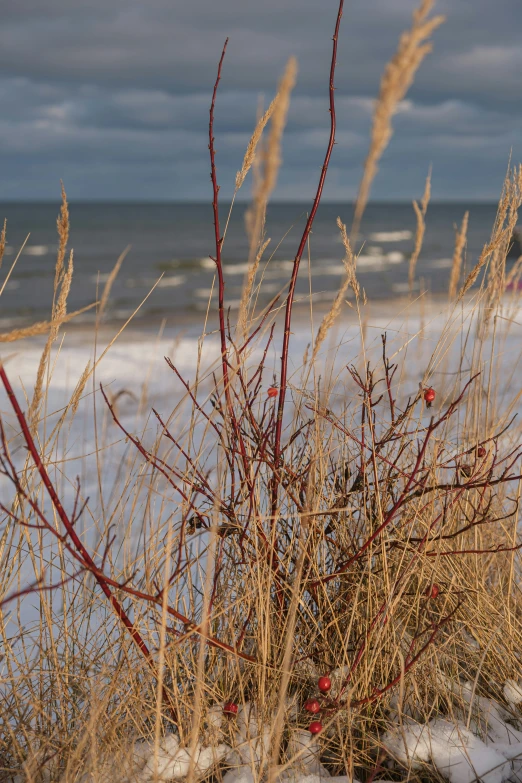beach grass and birds standing on a sand dune