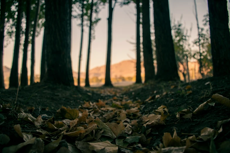 leaves lay in the middle of a forest with a grassy hill in the background