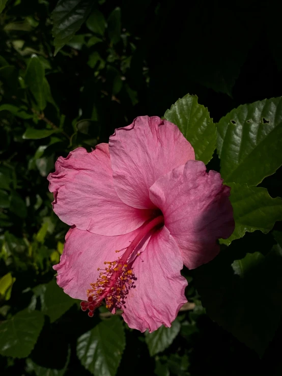 the pink flower is in bloom on the bush