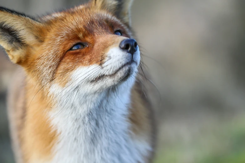 an orange fox is looking upward while its eyes are opened