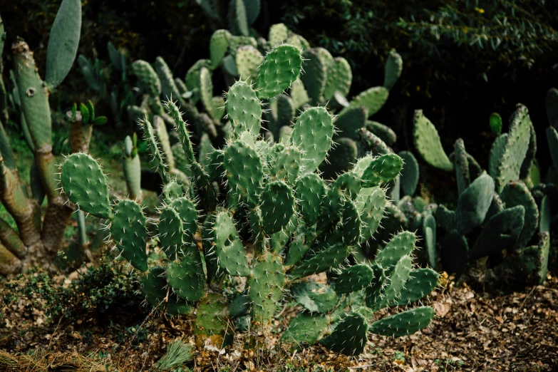 a cactus plants near some others bushes and trees