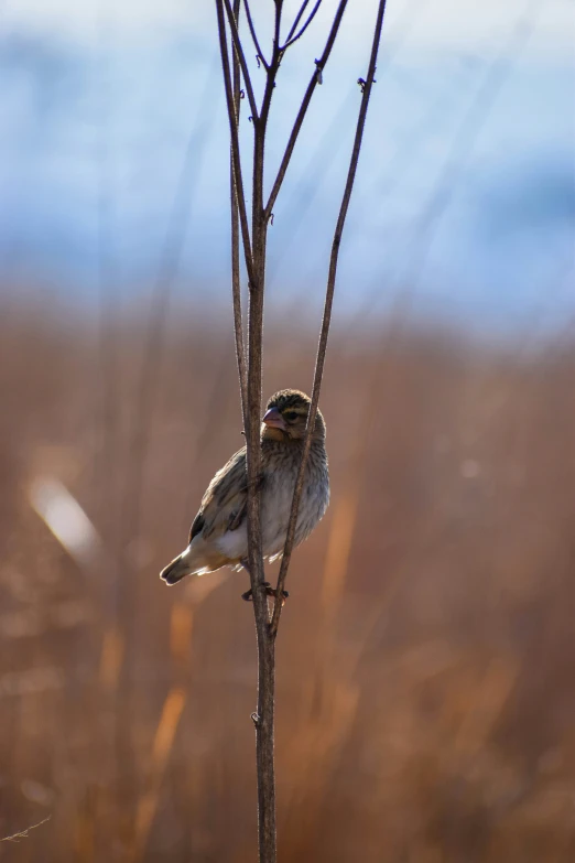 a small bird is sitting on a twig