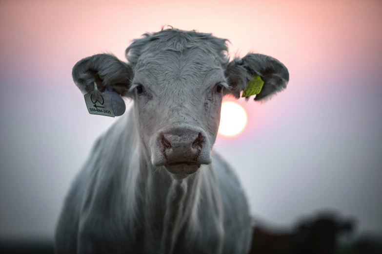 a close up of a cow with the sun in the background