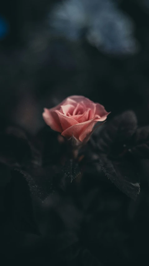 a pink flower that is sitting on some black leaves