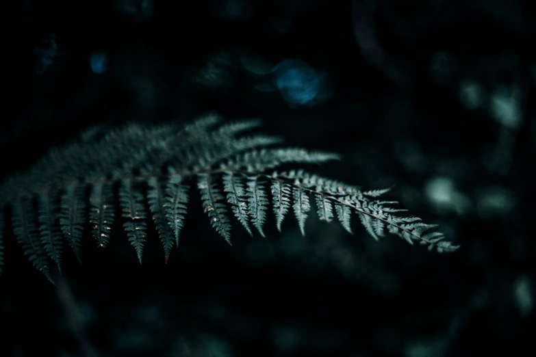 the plant is illuminated in the dark with light