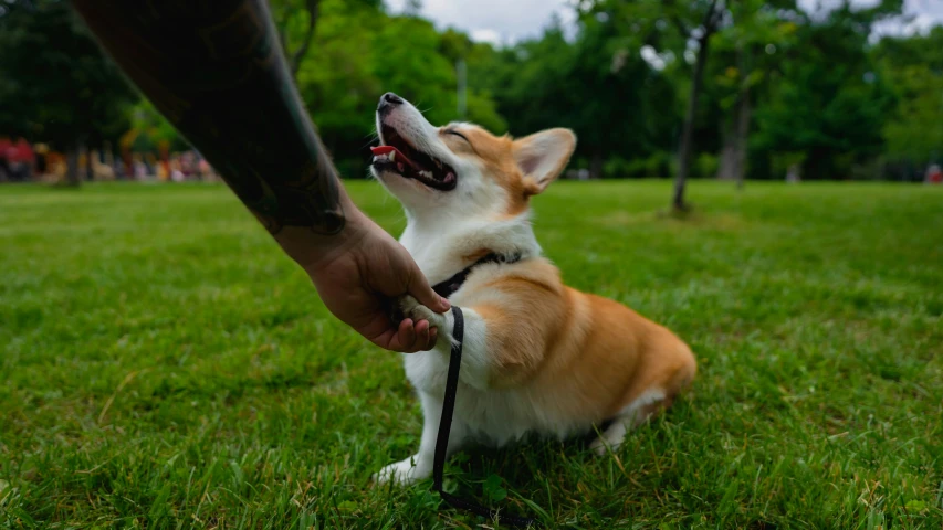 a small brown and white dog on a leash being held by a person in a grassy area