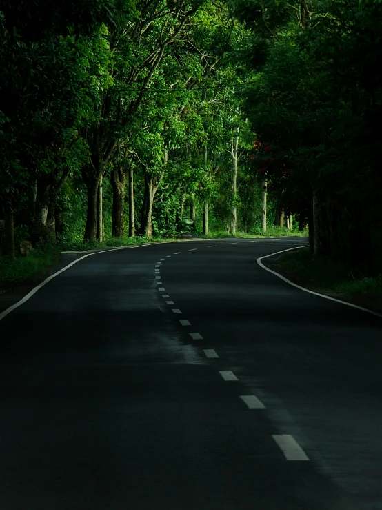 a deserted road leads into the woods to the mountains