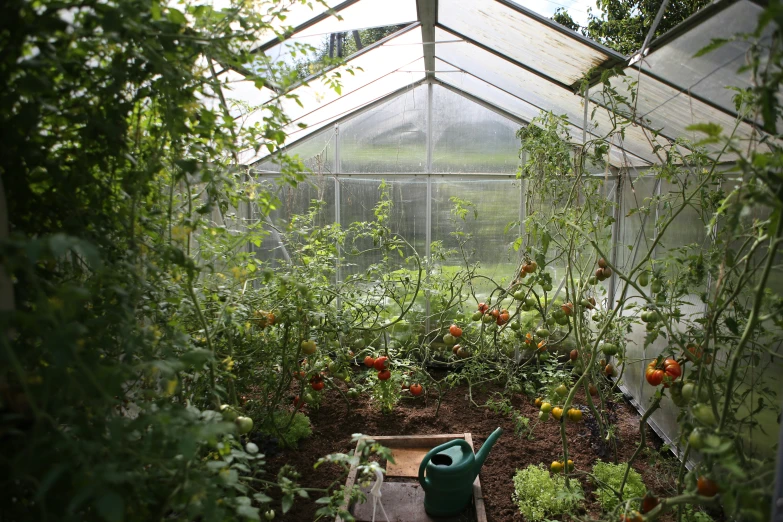 there is a greenhouse that has tomatoes growing in it