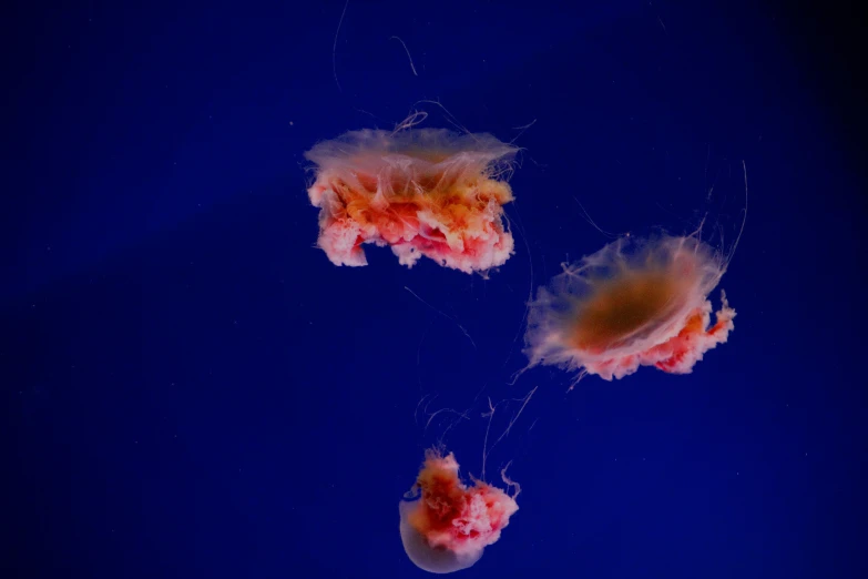 two jellyfish floating in the water near each other