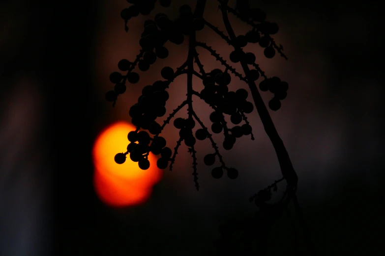 blackberries on the stem, against a background of the sun