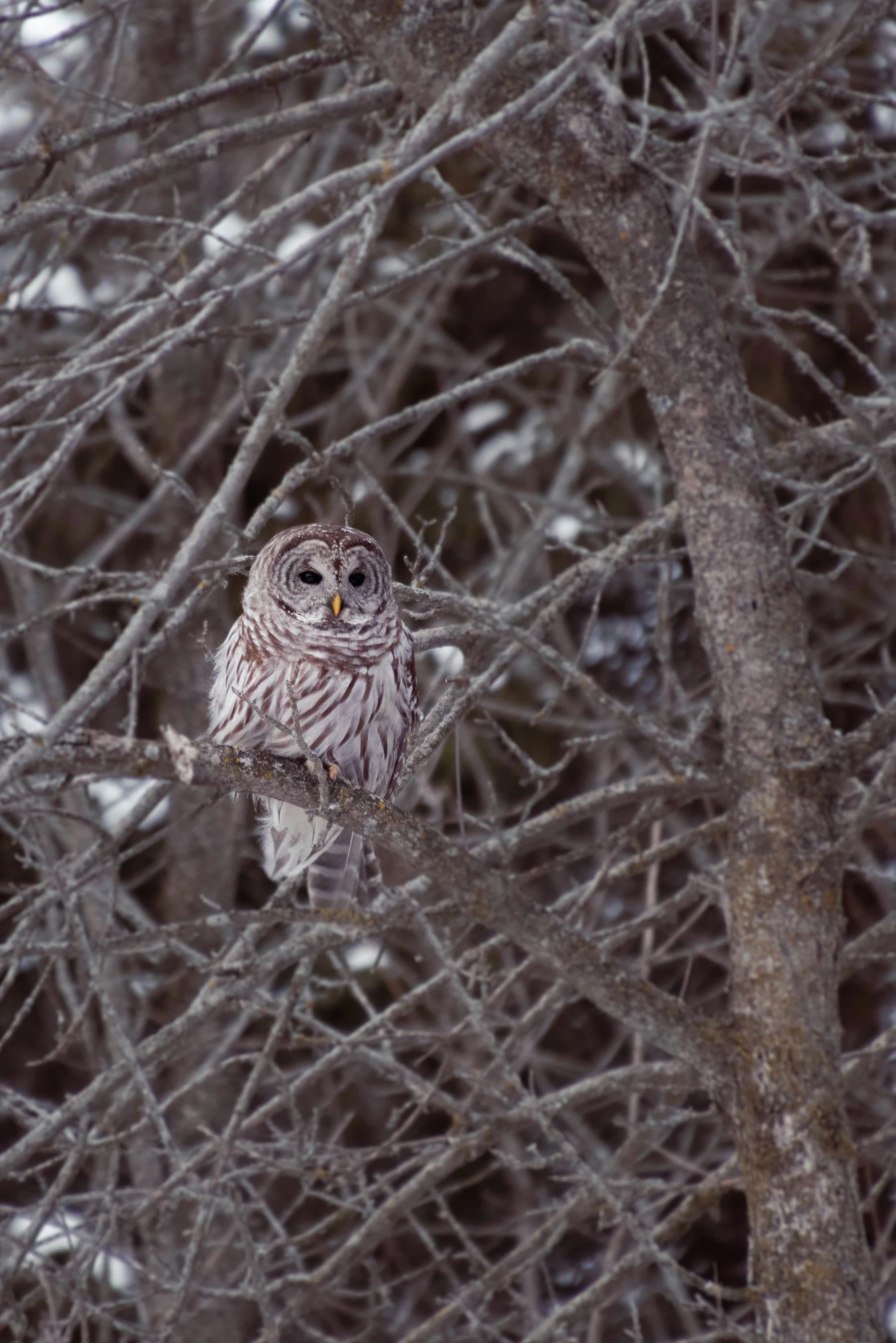 an owl is sitting in a tree on a snowy day