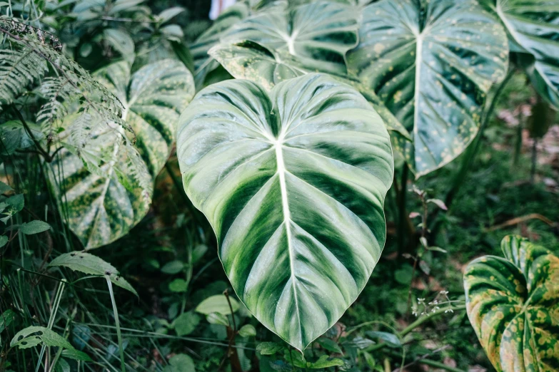 a large green leaf with white stripes and spots in a forest