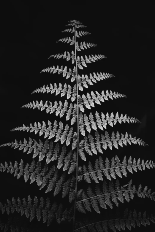 an artistic view of a white plant on a black background