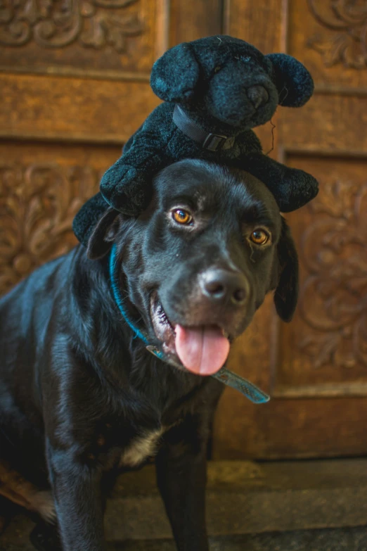 dog wearing a black hat that has teddy bears on its head