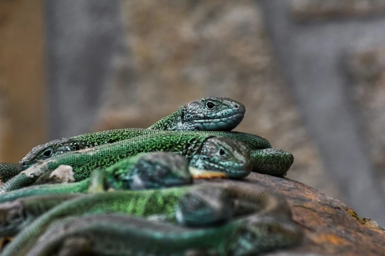 there are several green lizards on a tree nch