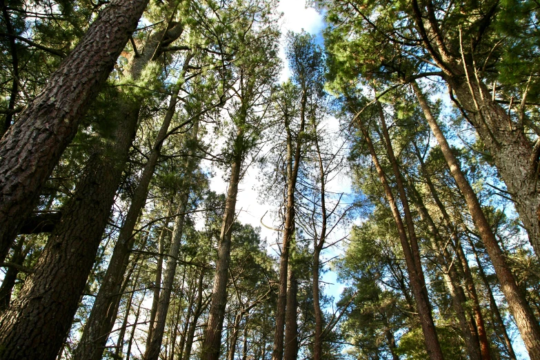 tall trees stand at the bottom of a tree lined forest