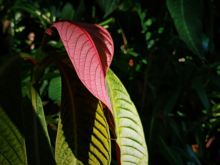 the sun shines on a pink leaf in the shade