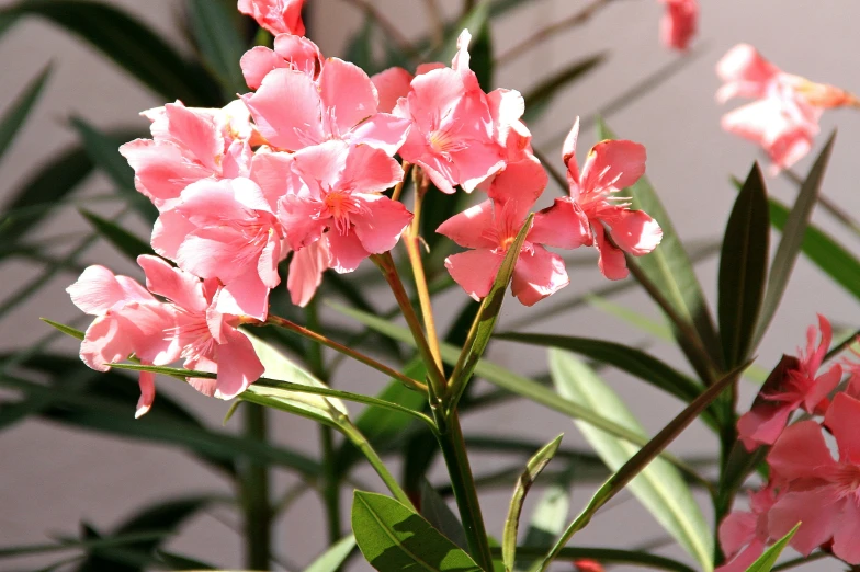 pink flowers blooming in front of a wall