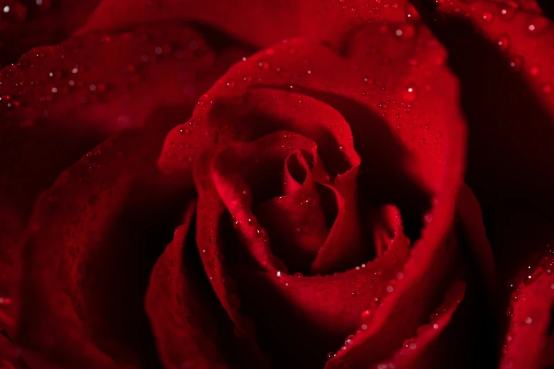 the petals and dewlets of a rose in black and red