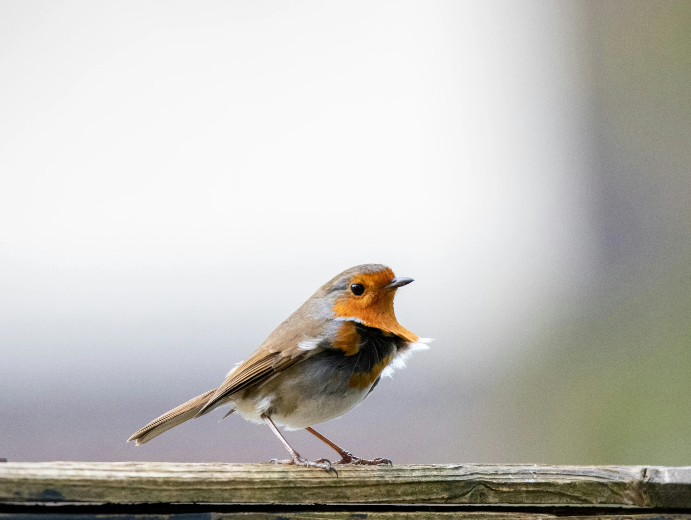 a bird standing on top of a wooden railing