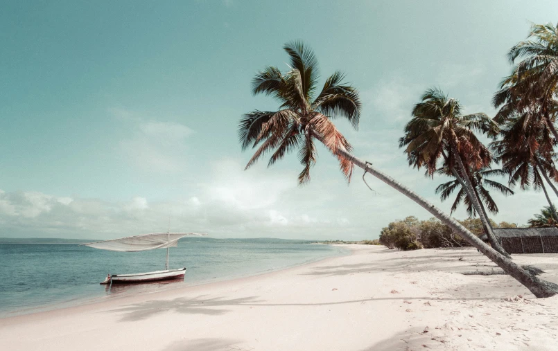 palm trees and an umbrella on the beach