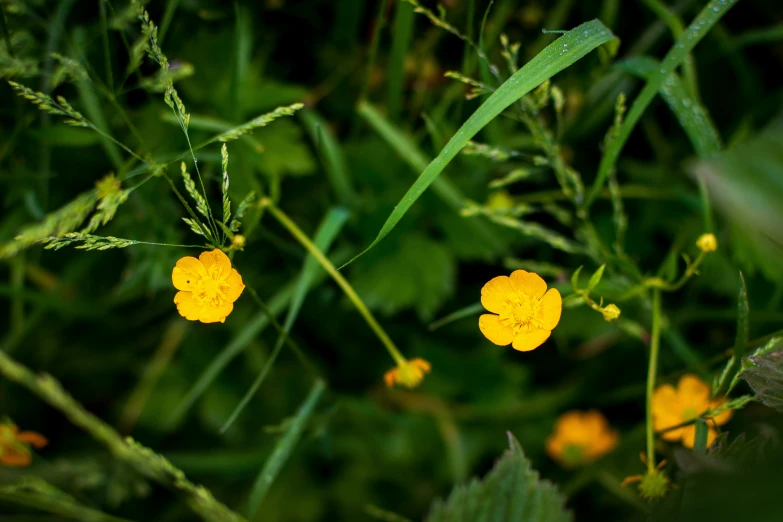 yellow flowers are blooming in the green grass