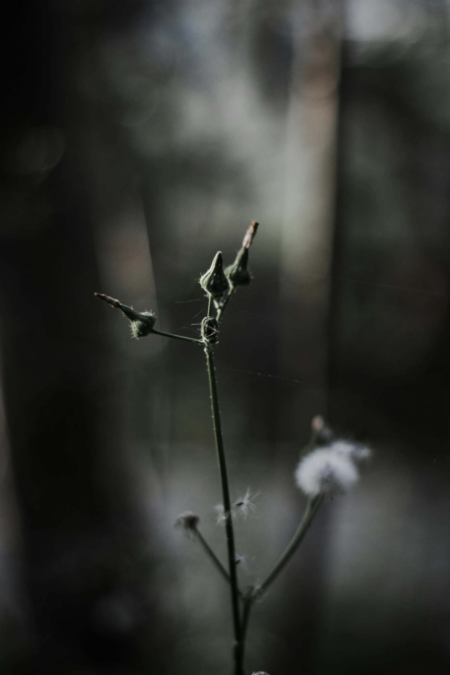 a flower in the foreground with a blurry background