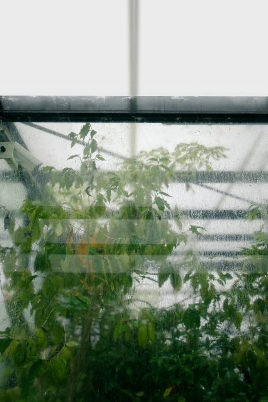 there are trees behind the rain glass