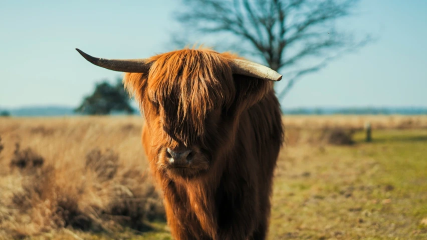 an animal is standing on the open field