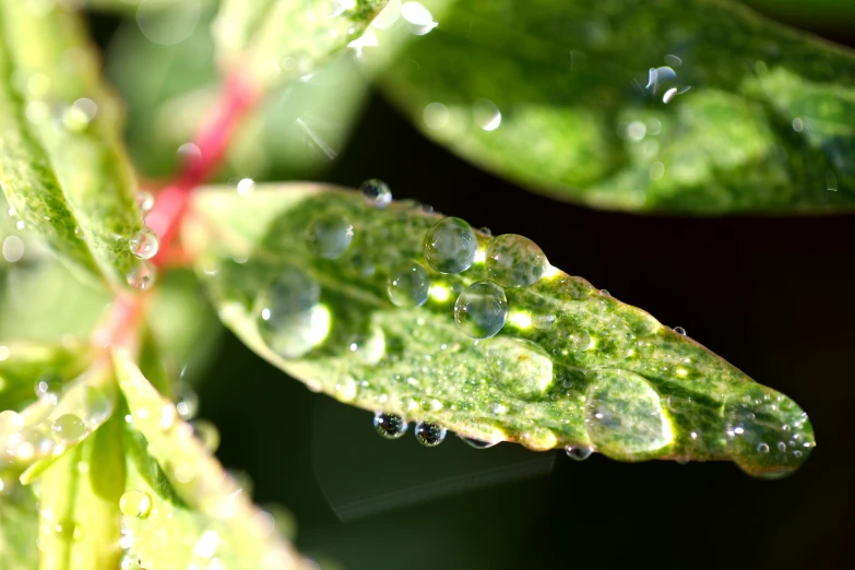 dew covered leaves in the afternoon sunlight