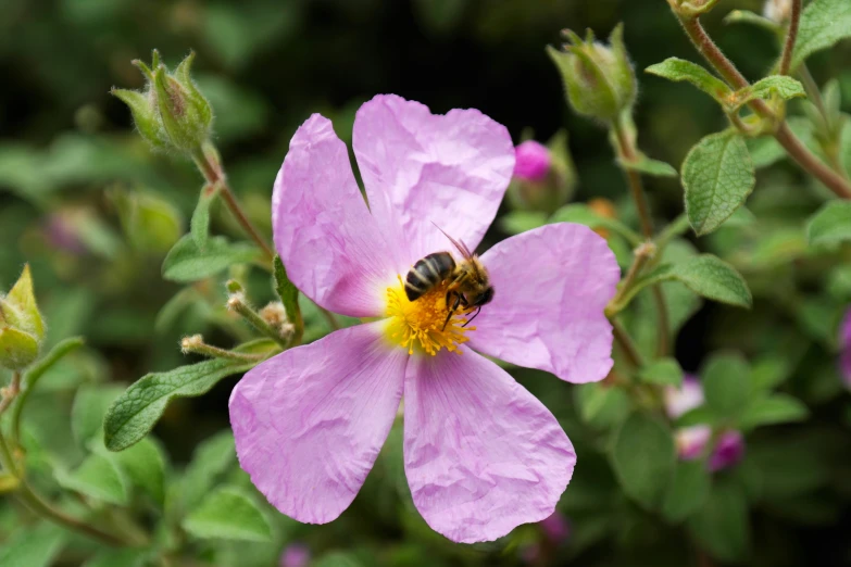 a purple flower that has a bee inside of it