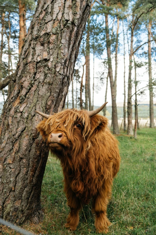 large furry animal standing next to tree near grassy field