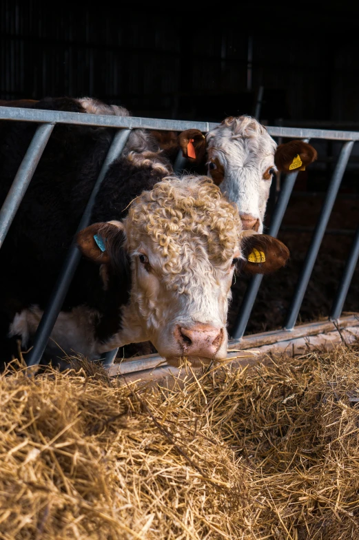 two cows on a farm looking at the camera