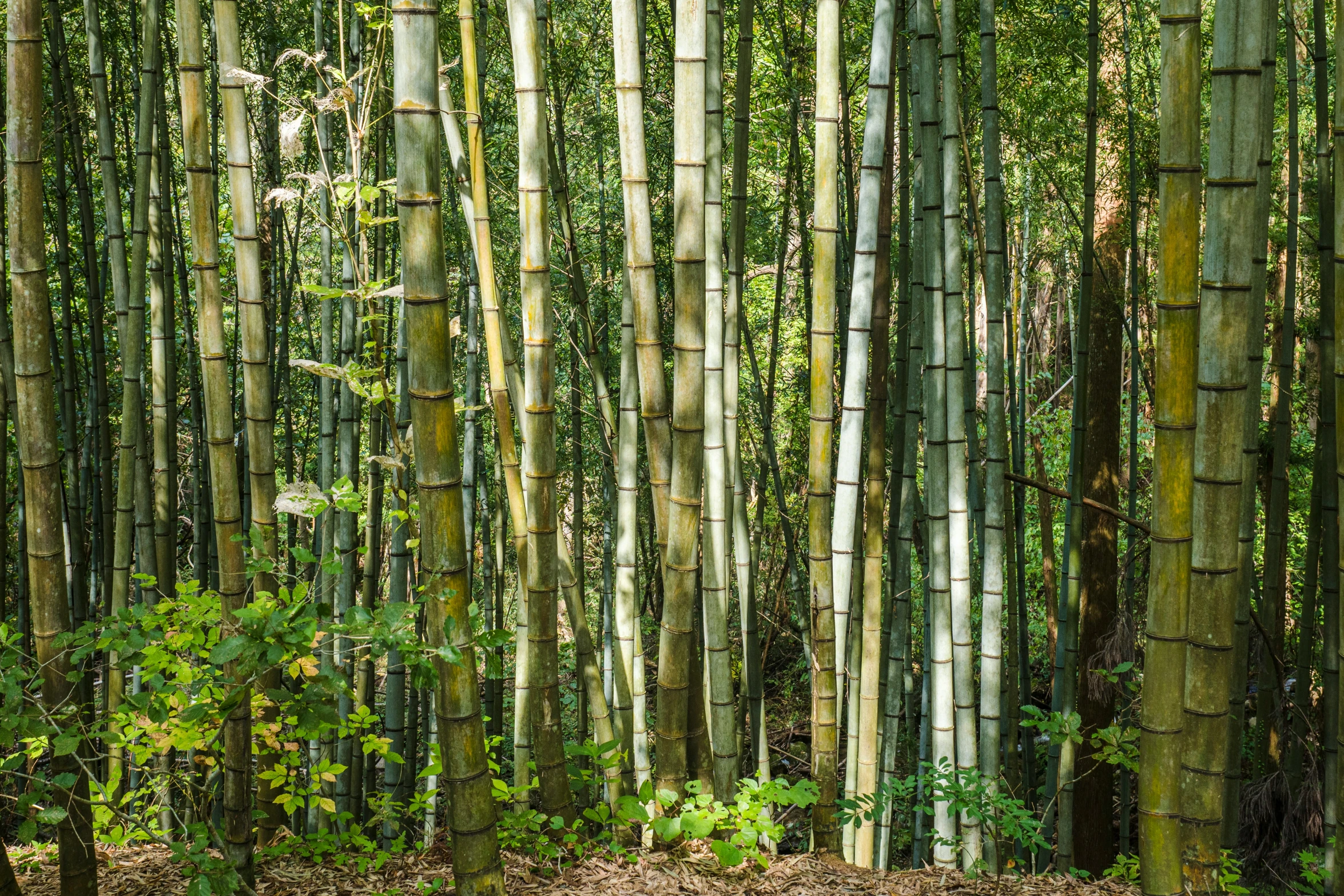 green bamboo trees with a forest of other tree trunks